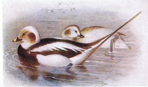 Long Tailed Duck swed